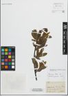 Foto von Salix myrsinifolia Salisb. x Salix purpurea L.